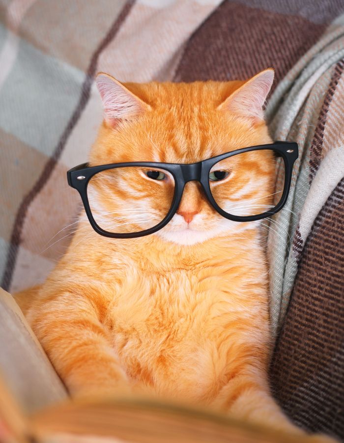 cat wearing eye glasses