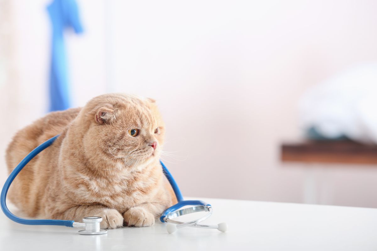 cat with stethoscope at the animal clinic