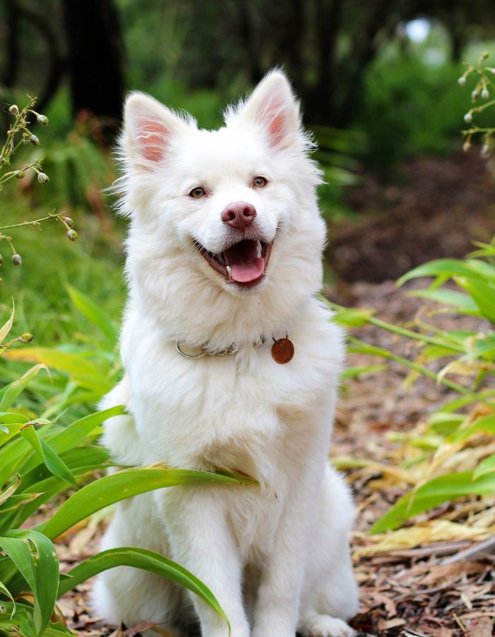 white dog smiling