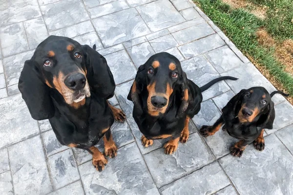 three dogs looking up
